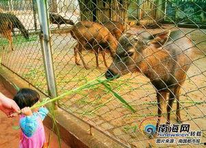 海南动物园爆料案件最新 第2张 海南动物园爆料案件最新 第2张