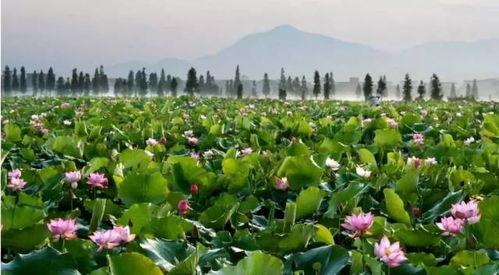 莲花县最新爆料,揭秘当地发展新动态与民生亮点 第2张 莲花县最新爆料,揭秘当地发展新动态与民生亮点 第2张